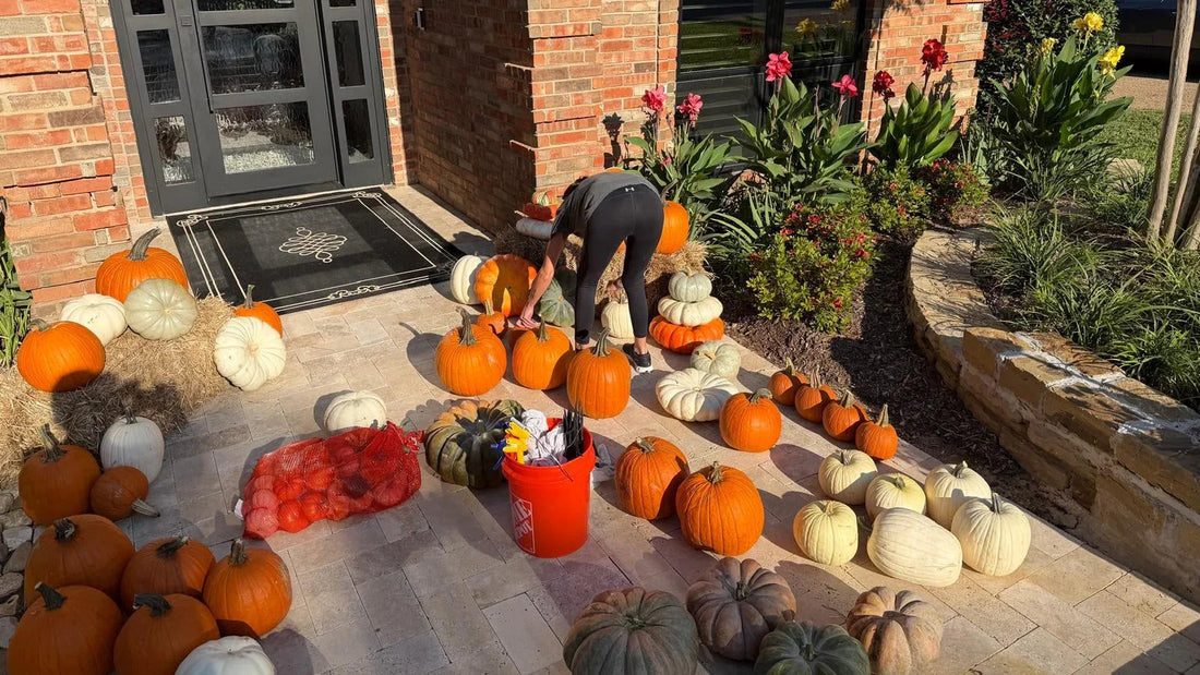 Mini Patch vs. Pumpkin Bliss: Which is for you? - Pumpkin Stack