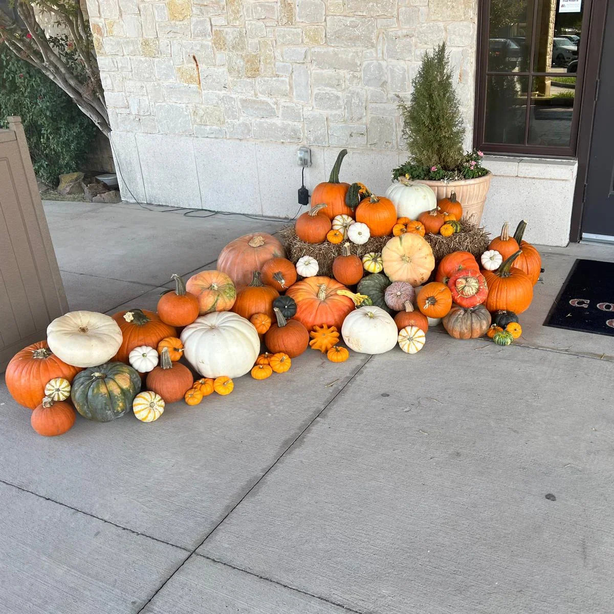 Great patch of pumpkins