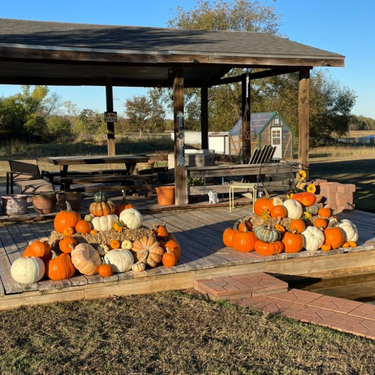 Harvest Glow Porch Pumpkin Set (DFW & Tulsa Delivery)