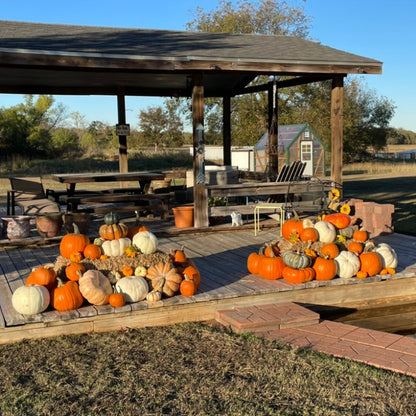 Harvest Glow Porch Pumpkin Set (DFW & Tulsa Delivery)