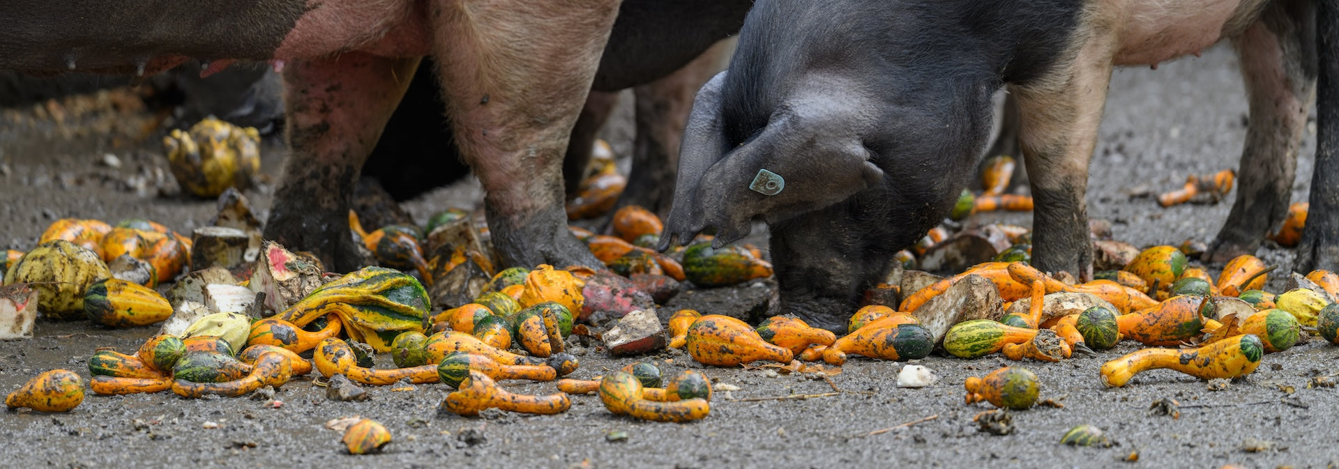 pigs eating pumpkins