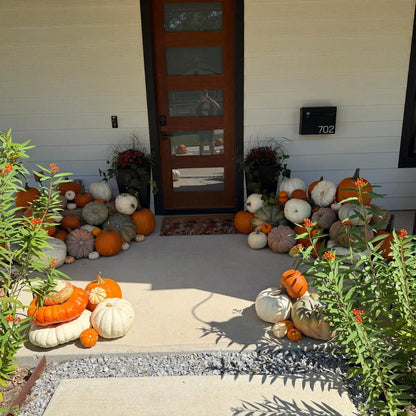 Porch Pumpkin Pumpkin Bliss Denton, TX