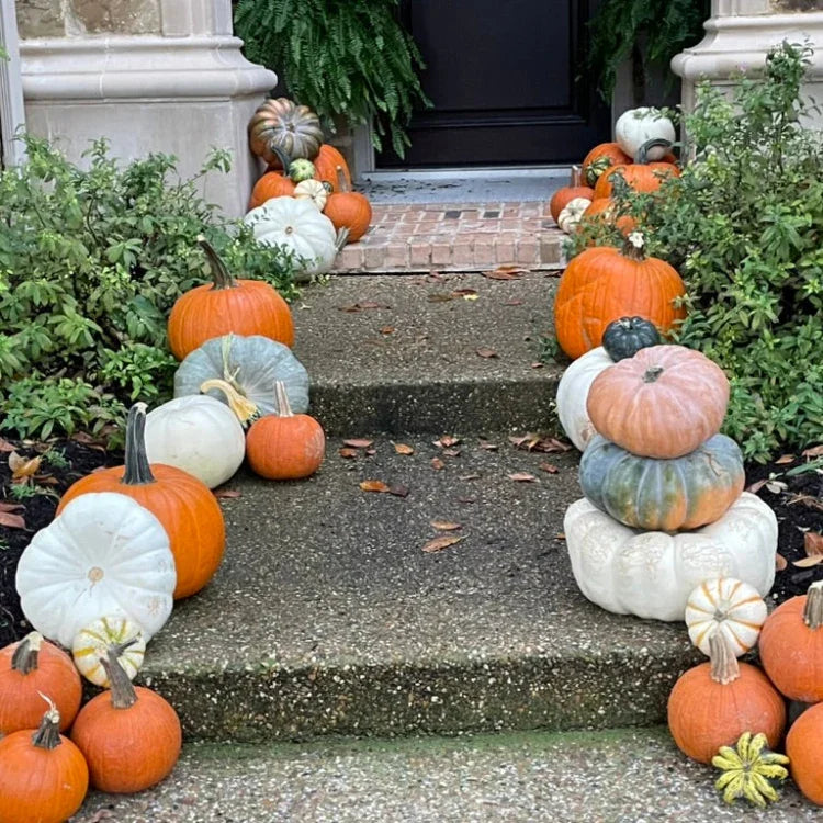 Porch Pumpkins Amber Harvest Allen