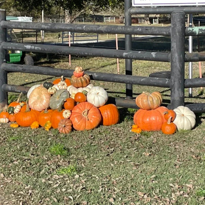Porch Pumpkins Amber Harvest Grapevine