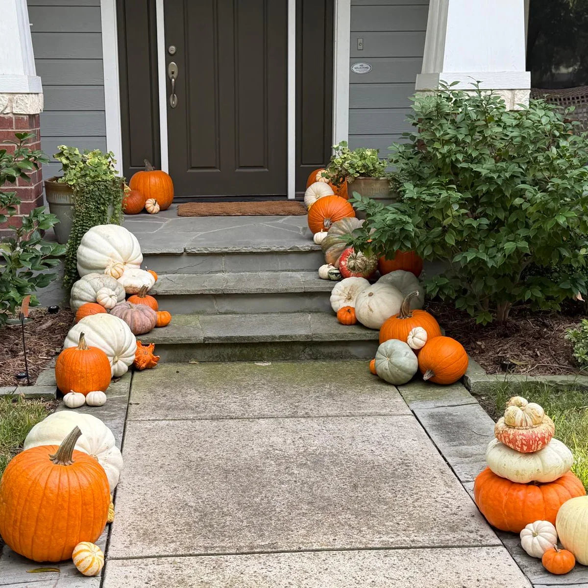 Porch Pumpkins Mini Package M Streets Dallas