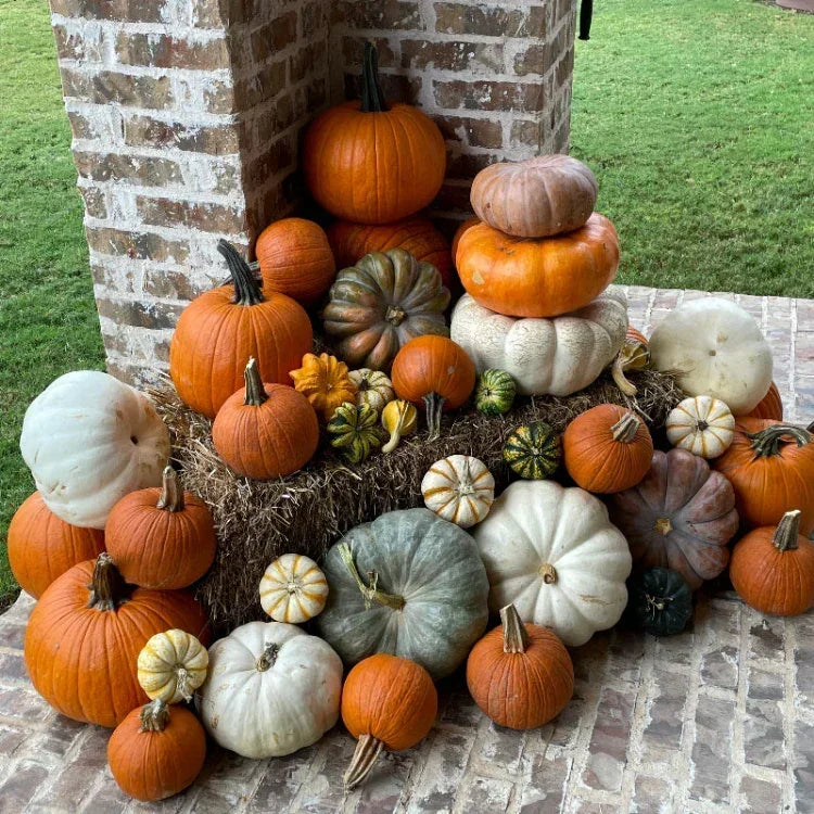 Porch Pumpkins Mini Patch Dallas