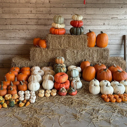 Porch Pumpkins  Pumpkin Bliss Fort Worth