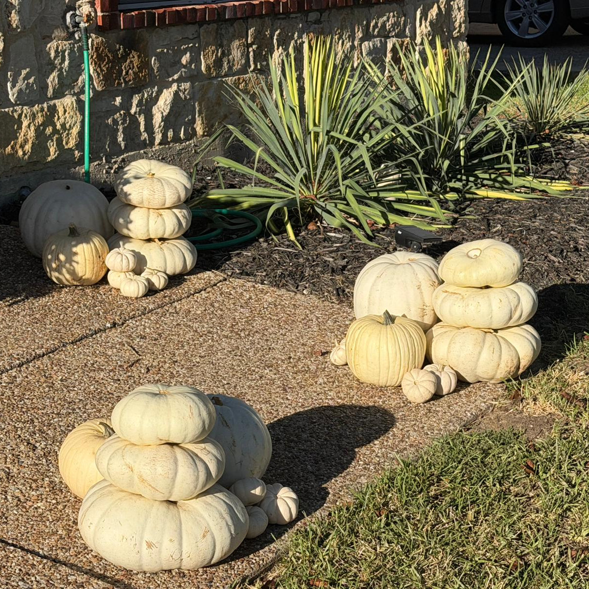 Custom Porch Pumpkin Patch (DFW & Tulsa Delivery)